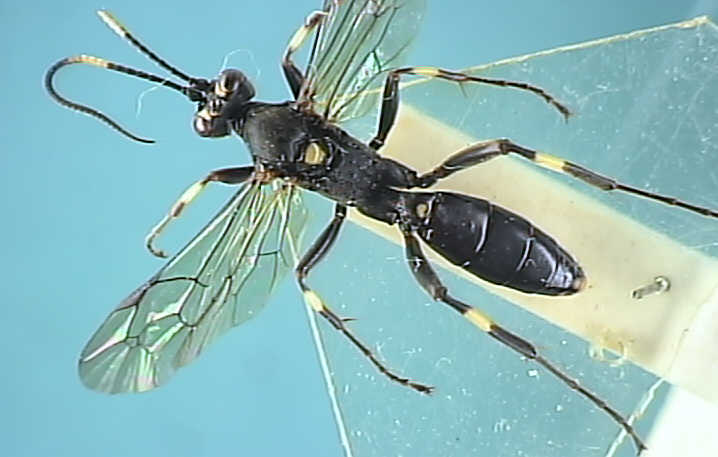 Ichneumonidae 9